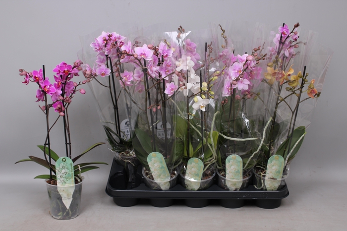 <h4>PHAL MF GEM 6 KL</h4>
