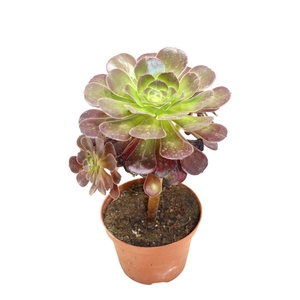 Aeonium Bushing Beauty