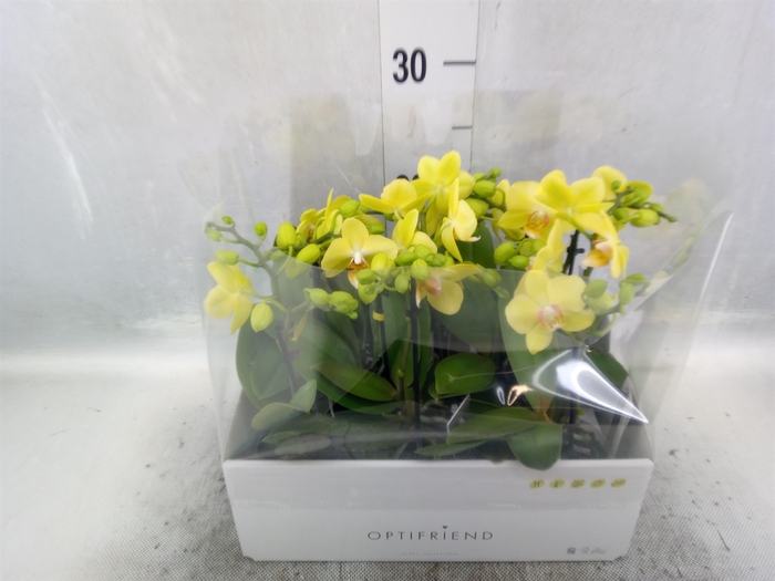 Phalaenopsis multi.   ...yellow