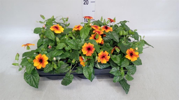 <h4>Thunbergia alata</h4>