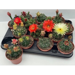 CACTUS BLOEIEND GEM