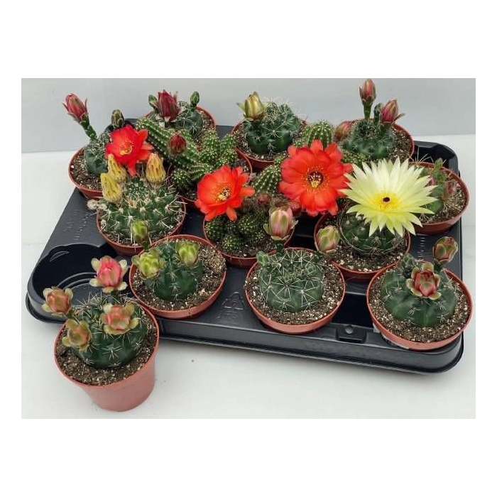 <h4>CACTUS BLOEIEND GEM</h4>