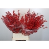 Ilex Rood