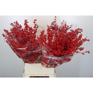 Ilex Rood