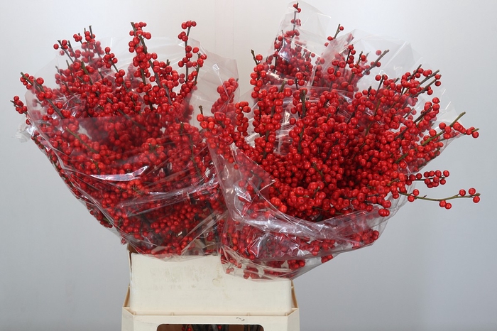 <h4>Ilex Rood</h4>