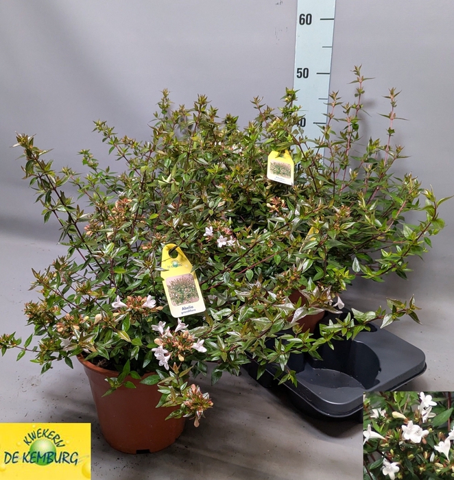 <h4>ABEL GRANDIFLORA</h4>