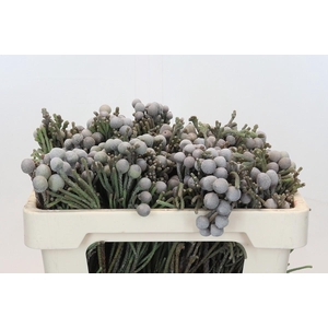 Cape Green Silver Brunia