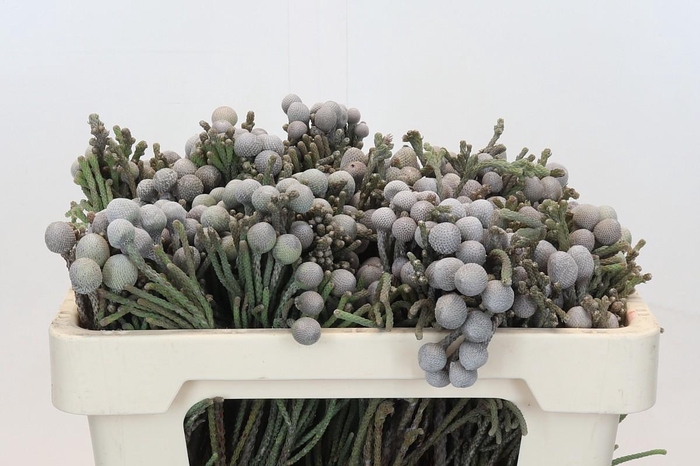 Cape Green Silver Brunia