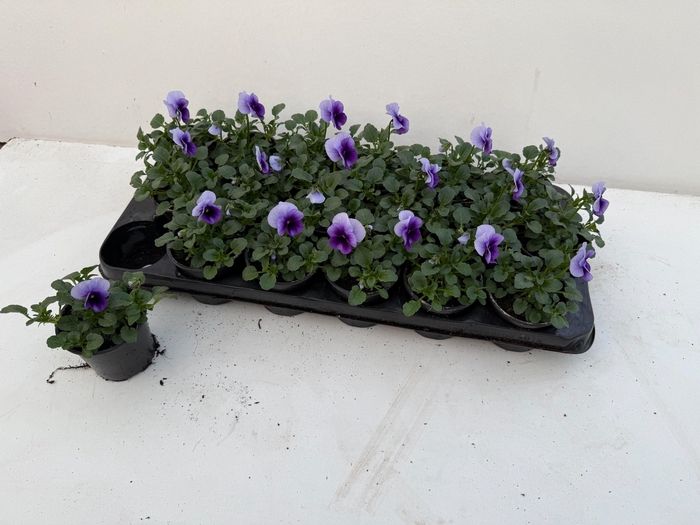 <h4>VIO CO SORBET GEM</h4>