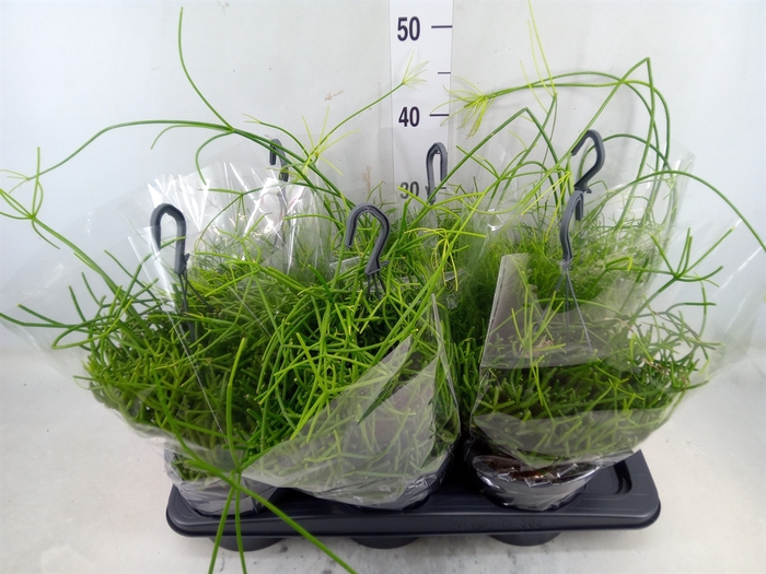 <h4>Rhipsalis   ...mix</h4>