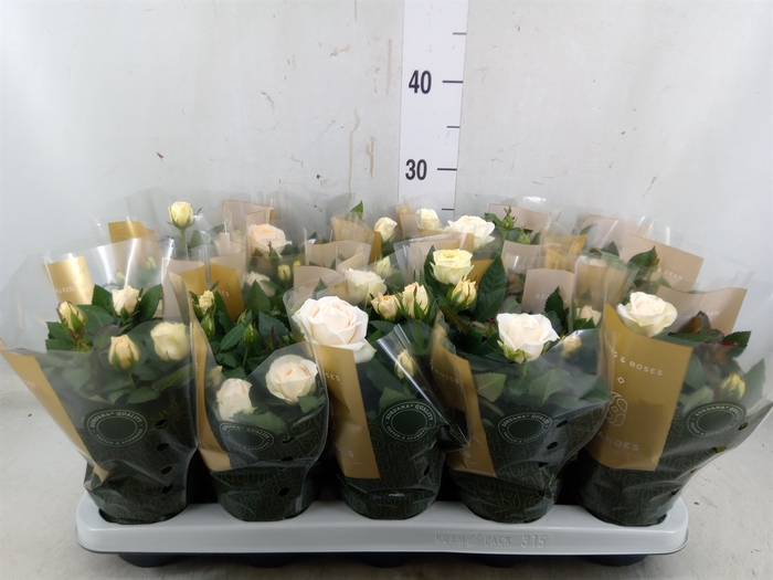 <h4>Rosa  'Belami Kordana'</h4>