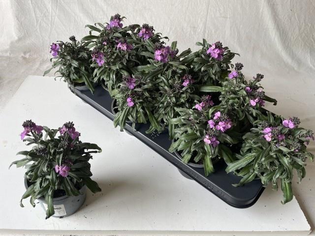 <h4>ERYS CHEIRI</h4>