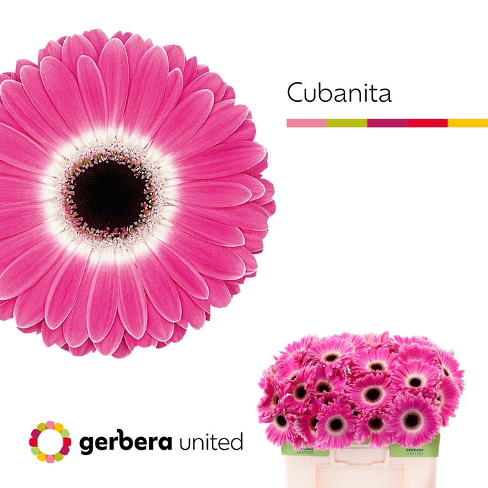 <h4>Gerbera Cubanita Water</h4>