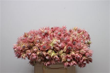 <h4>Blushing Bride Pretty 'n Pink 2-5</h4>