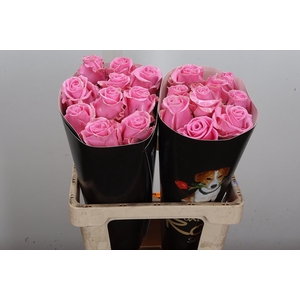 Wax-Rozen Wax Rose w7