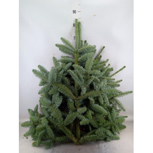 Kerst   ...Abies pr. 'Nobilis' /tak