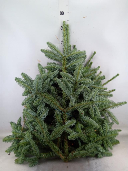 <h4>Kerst   ...Abies pr. 'Nobilis' /tak</h4>