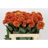 Dahlia Orange Fox