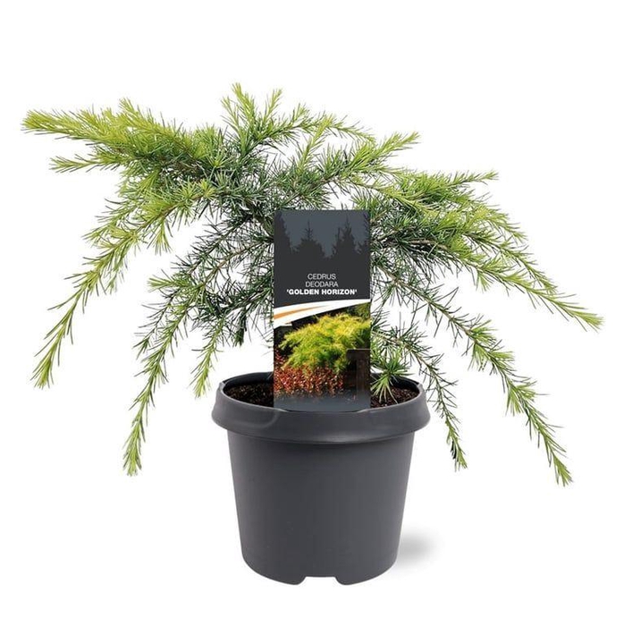 <h4>Cedrus deodara Golden Horizon</h4>