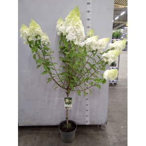 Hydrangea pan. 'Grandiflora'