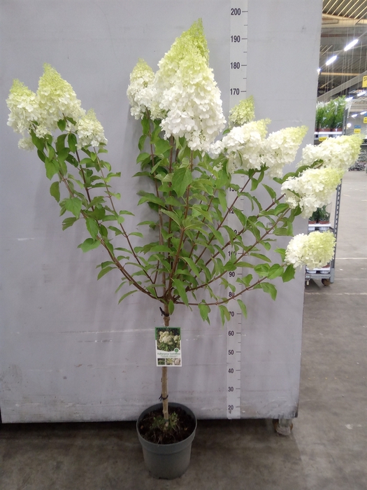 <h4>Hydrangea pan. 'Grandiflora'</h4>