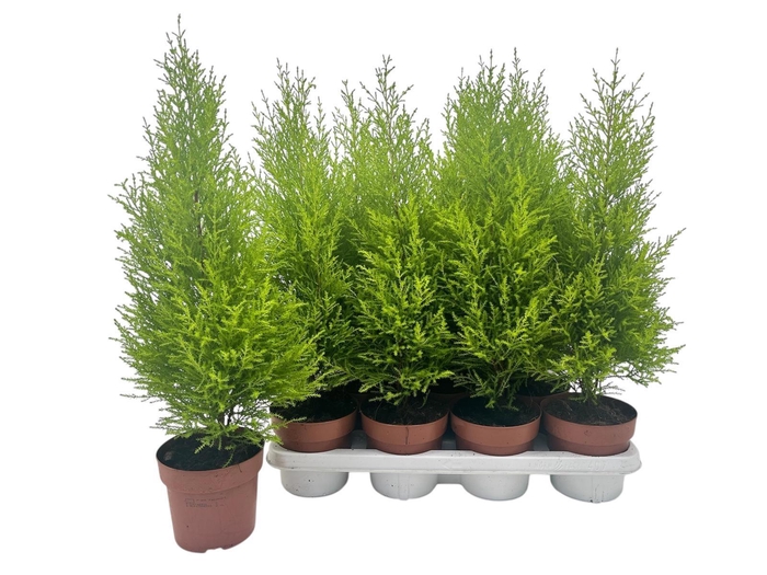 <h4>CUPR MA GOLDC WILMA</h4>