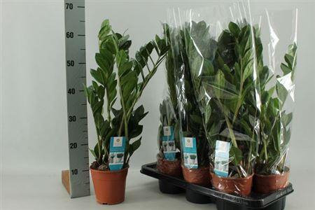 <h4>Zamio Zamiifolia</h4>