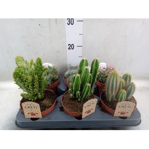 Cactus   ...mix