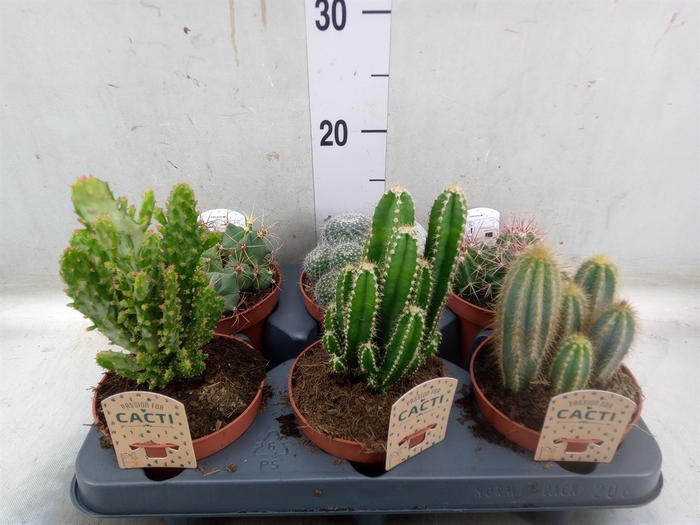 <h4>Cactus   ...mix</h4>