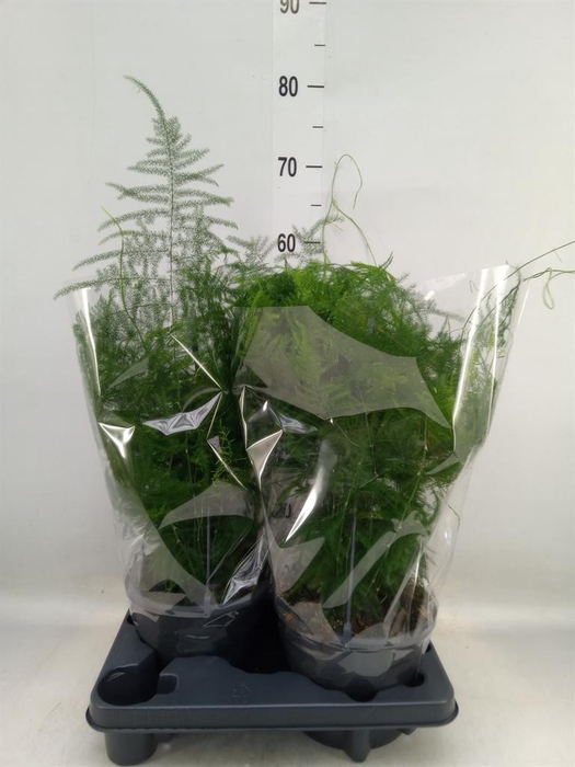 <h4>Asparagus setaceus</h4>