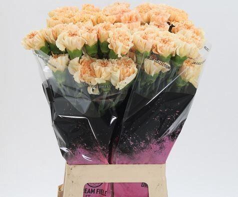 <h4>DI ST CRIMEA</h4>