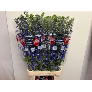 DELPH DU GUARD BLUE