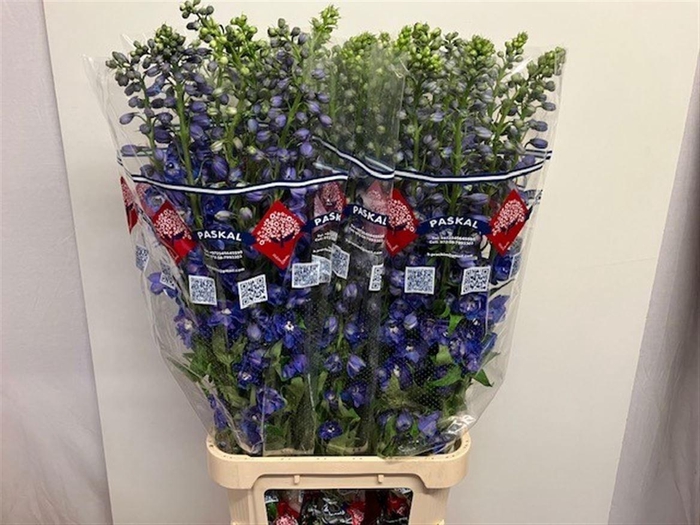 <h4>DELPH DU GUARD BLUE</h4>