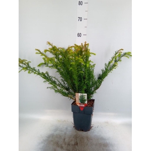 Taxus baccata