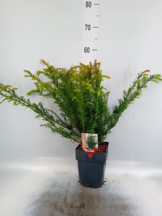 <h4>Taxus baccata</h4>