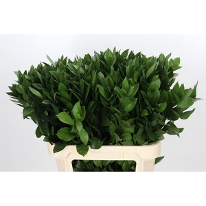 Ruscus aculeatus   ...groot blad