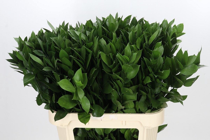<h4>Ruscus aculeatus   ...groot blad</h4>