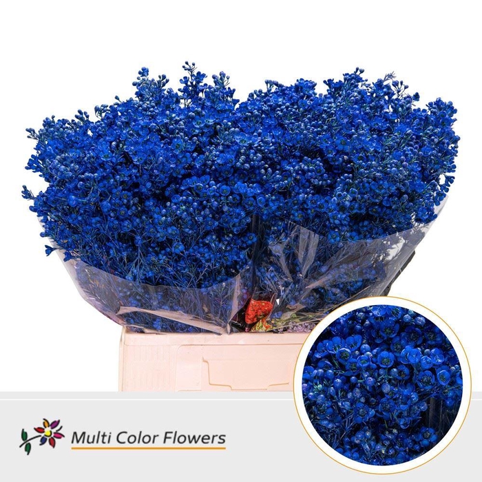 Chamelaucium Colored Wax Blue Dark