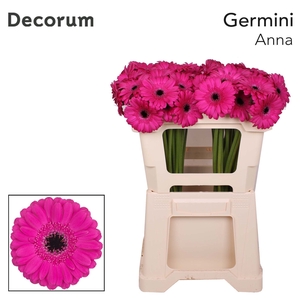 Germini Anna Water x60