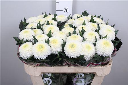 <h4>Chr G Superbowl</h4>