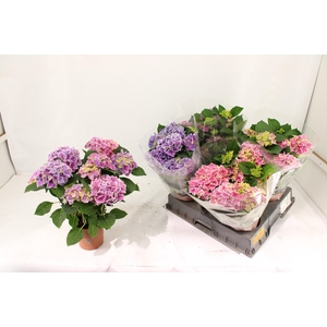 HYDR M SAX CANDY HEA