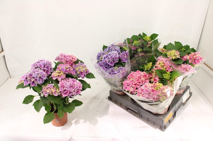 <h4>HYDR M SAX CANDY HEA</h4>