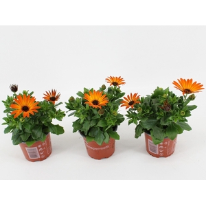 Osteospermum Dueostmaorflar