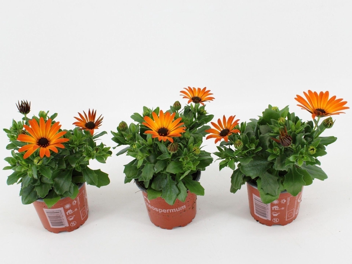 <h4>Osteospermum Dueostmaorflar</h4>