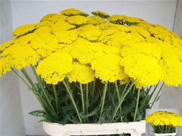 <h4>Achil F Park Variety</h4>