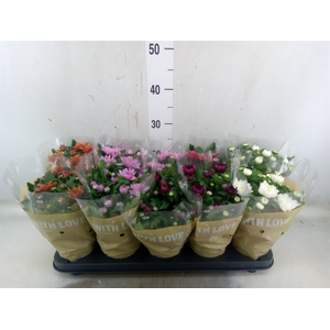 Chrysanthemum   ..mix 5