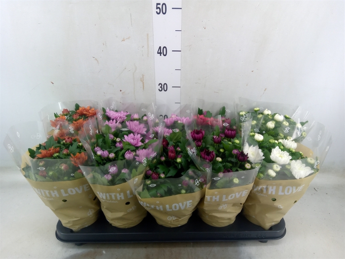 <h4>Chrysanthemum   ..mix 5</h4>