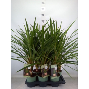 Cordyline indivisa 'Peko'