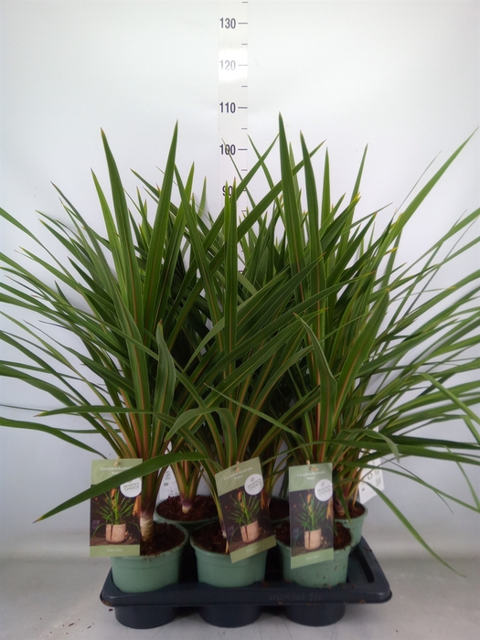 <h4>Cordyline indivisa 'Peko'</h4>