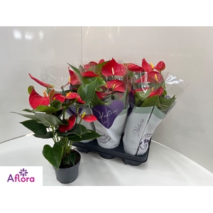 ANTHU AN BAMBINO RED